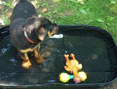 Axlee in shallow pool with toys.