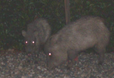 2 Javalinas in the dark