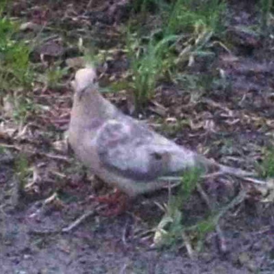 Closeup of dove.