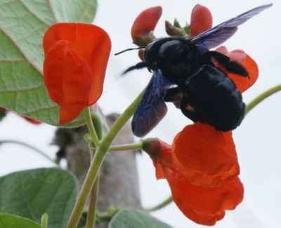 closeup  of bumble bee on bean plant