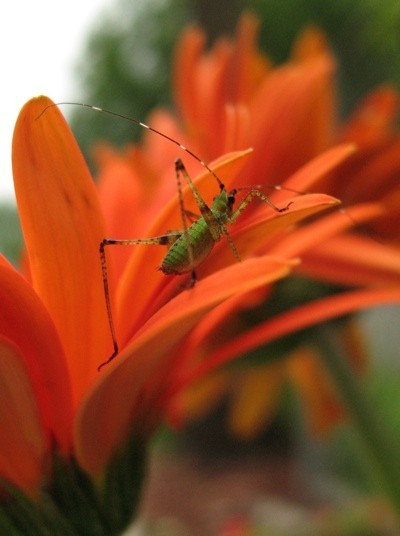 Bug on flower petal.