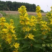 yellow wild flowers