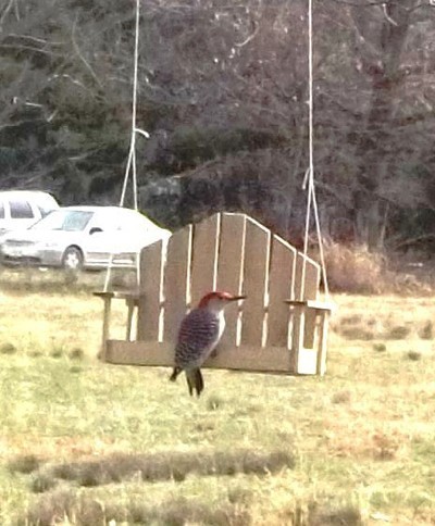 Woodpecker on swing birdfeeder.