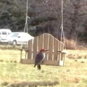 Woodpecker on swing birdfeeder.