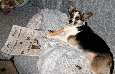 A dog with a newspaper.