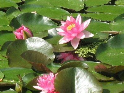 Pink water lily blossoms over green lilypads in a pond.