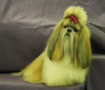 Nikko (Shih Tzu) - Groomed long haired Shih Tzu with hair tied up.