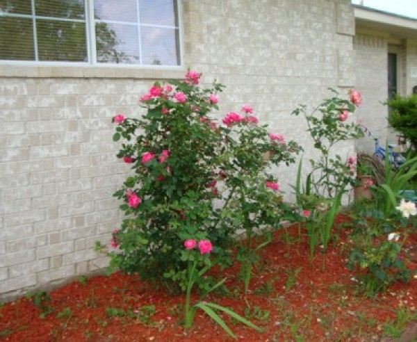 Pink roses blooming next to a house.