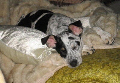 Dog on bed.