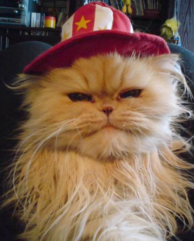 Cat with red and white hat.