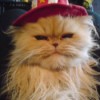 Cat with red and white hat.
