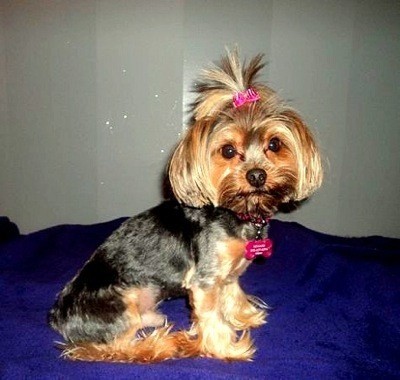 Little Bit (Yorkshire Terrier)