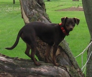 Black dog in tree.