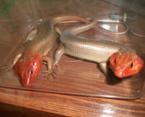 Skinks in a plastic box.