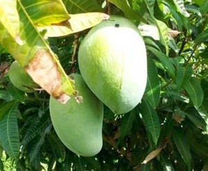 Mango Tree