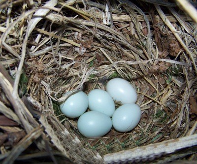 Five eggs in nest.