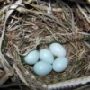 Five eggs in nest.