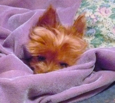 Penny-Candy (Yorkshire Terrier)