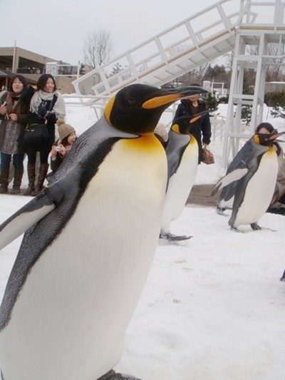A row of marching penguins in Hokkaido, Japan.