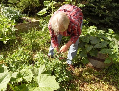 Garden: Summer Bounty