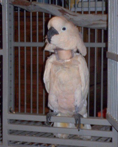 Content bird with feathers around beak.