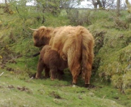long haired brown cattle, mom and baby