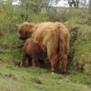 long haired brown cattle, mom and baby