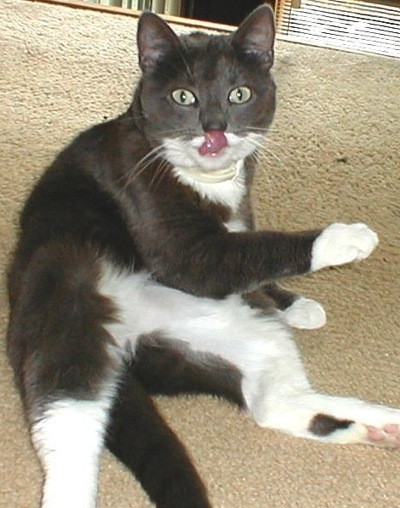 Kitter Peabody (Tuxedo Cat)
