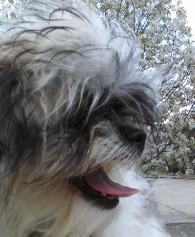 Benji (Shih Tzu) - profile of dog's face, with fluffy wild hair.