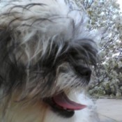 Benji (Shih Tzu) - profile of dog's face, with fluffy wild hair.