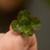 A four leaf clover that was just picked.