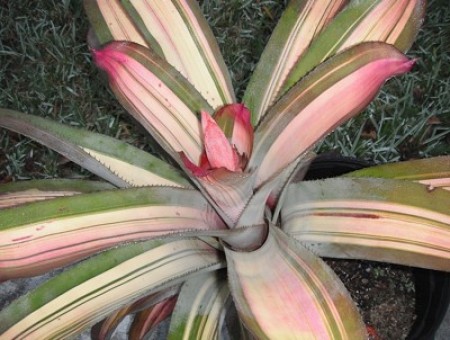 Crown of Thorns and Bromeliad