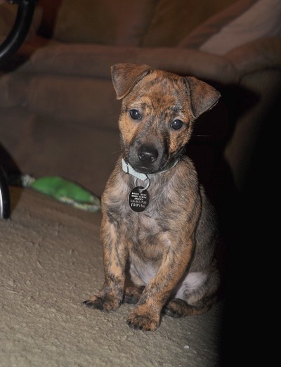 Closeup of Champ sitting.