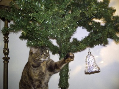 cat with christmas tree