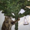 cat with christmas tree