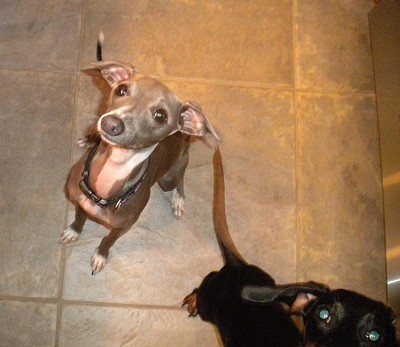 Italian Greyhound with dachshund