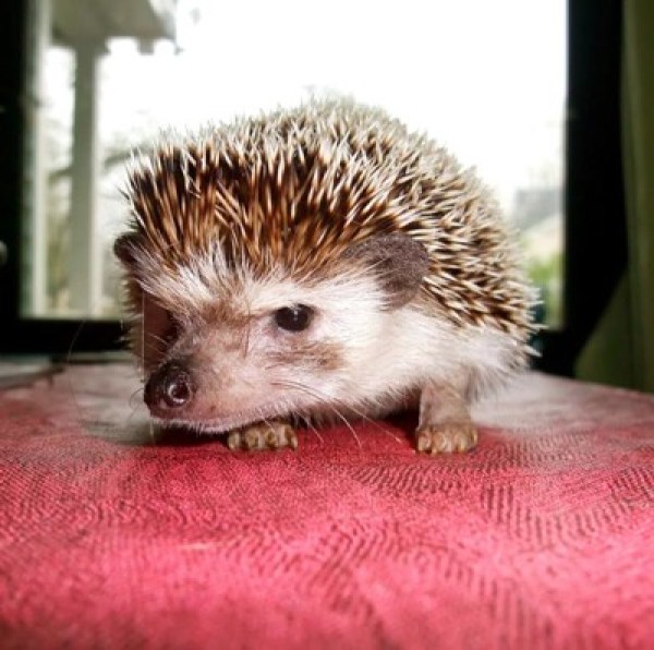 Elvis (Pygmy Hedgehog)