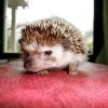 Elvis (Pygmy Hedgehog)