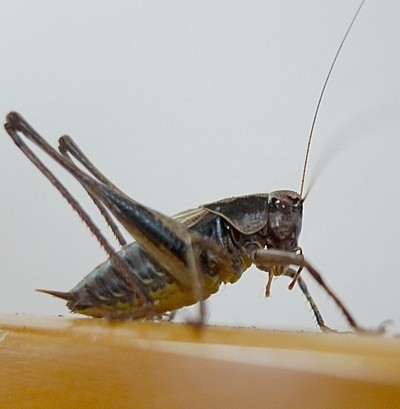 closeup of grasshopper