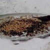 Feeding Birds in Snow