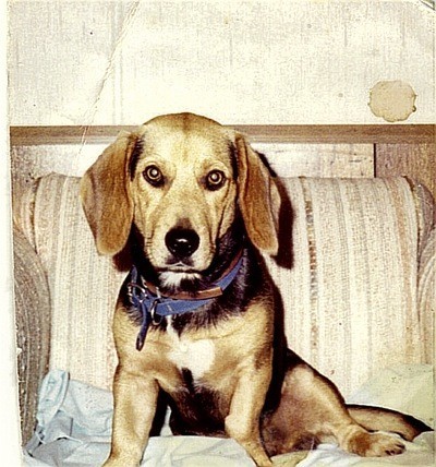Fritz (Beagle - Basset Hound)
