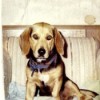 Fritz (Beagle - Basset Hound)