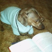 Scrappy with Glasses and Book