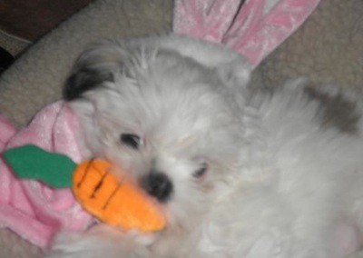 White and grey Shih Tzu with a carrot toy in her mouth.