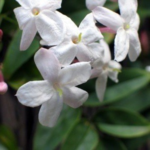 White flowering vine.