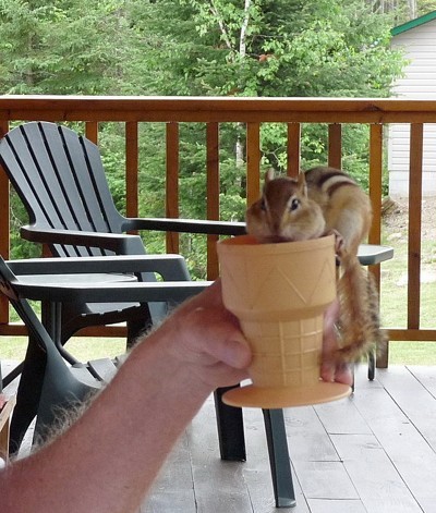 Sassy (Chipmunk)