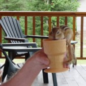 Sassy (Chipmunk)