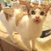 A cat in a bathroom.