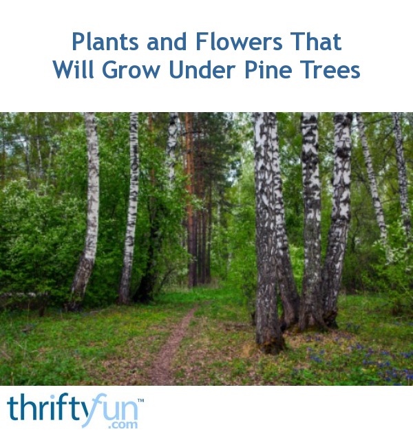 Plants and Flowers That Will Grow Under Pine Trees ThriftyFun