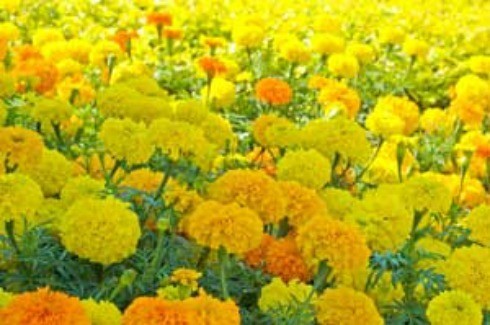 Growing: Marigolds